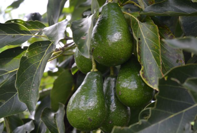 Avocados Morocco tree