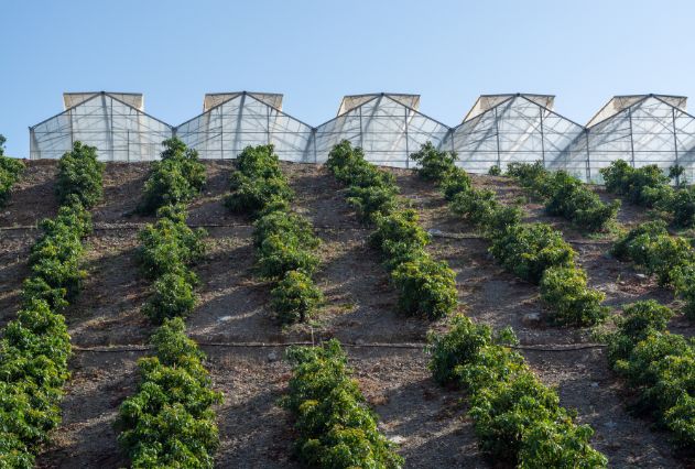 Avocados Morocco farm