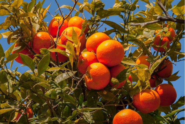 Rika Moroccan Clementines 4