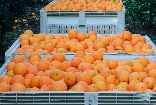 Rika Navel Oranges