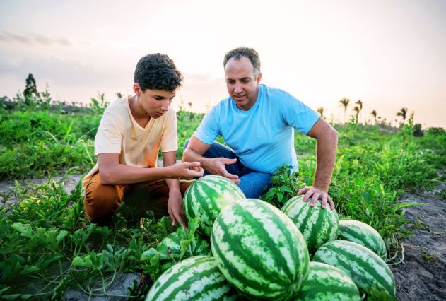 Inspecting Moroccan Watermelons